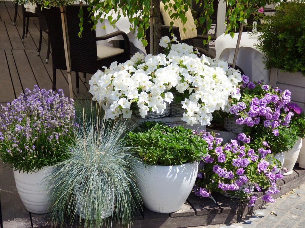 flowers-1087378_1280